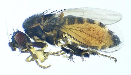 Réf. 275 122 : Pullimosina heteroneura